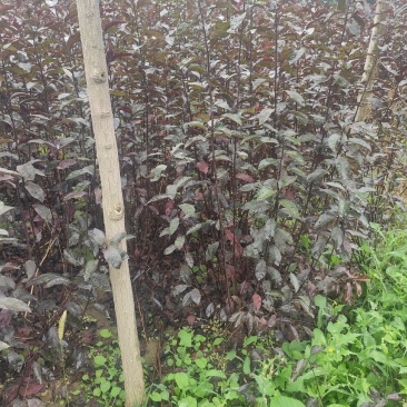 供应80--1.5米高带盆紫叶矮樱，紫叶矮樱