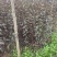 供应80--1.5米高带盆紫叶矮樱，紫叶矮樱