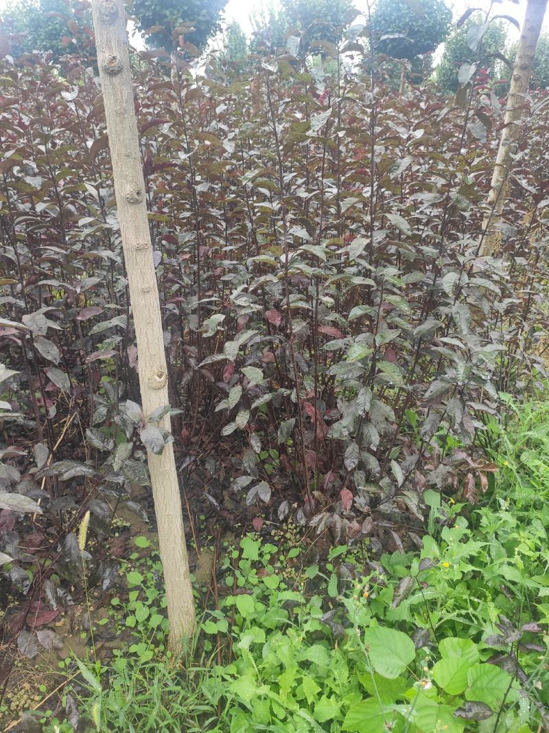 供应80--1.5米高带盆紫叶矮樱，紫叶矮樱