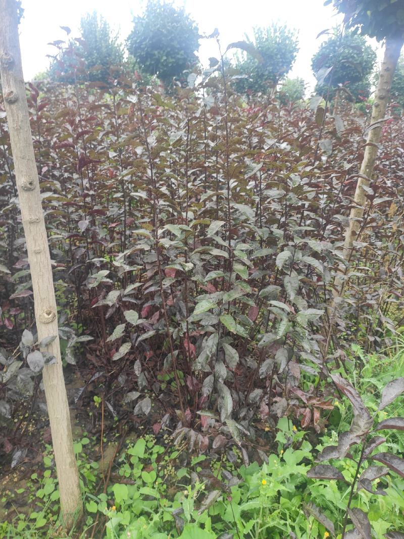 供应80--1.5米高带盆紫叶矮樱，紫叶矮樱
