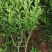 优质春见耙耙柑树苗公分苗红桔砧春见苗可开产地检疫证