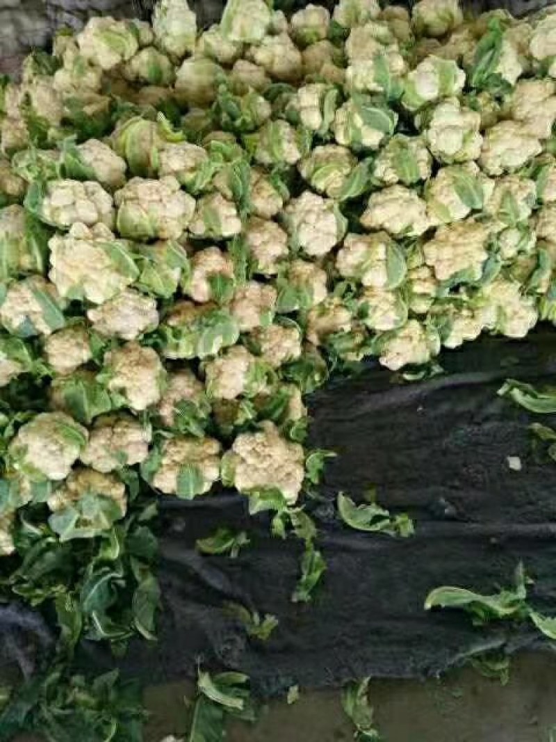山东有机花菜实花产地直供全国发货加工厂跑市场都可以