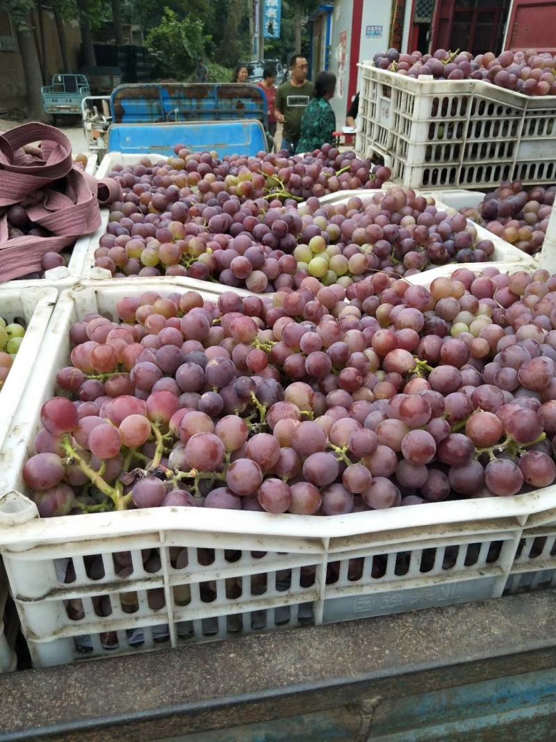 巨峰葡萄大量供应，酒厂工厂加工货大量供应