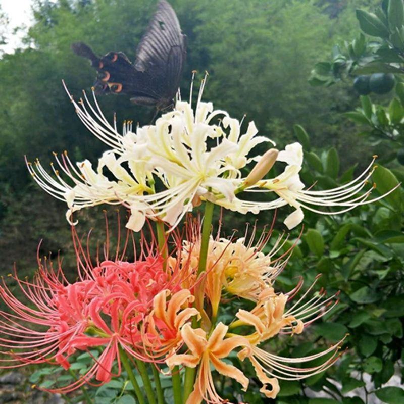 彼岸花种球盆栽花苗曼陀罗石蒜花曼珠沙华种子室内外庭院四季