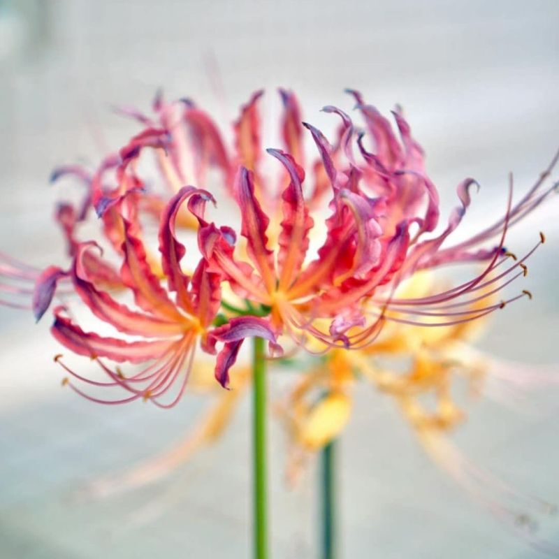 彼岸花种球盆栽花苗曼陀罗石蒜花曼珠沙华种子室内外庭院四季