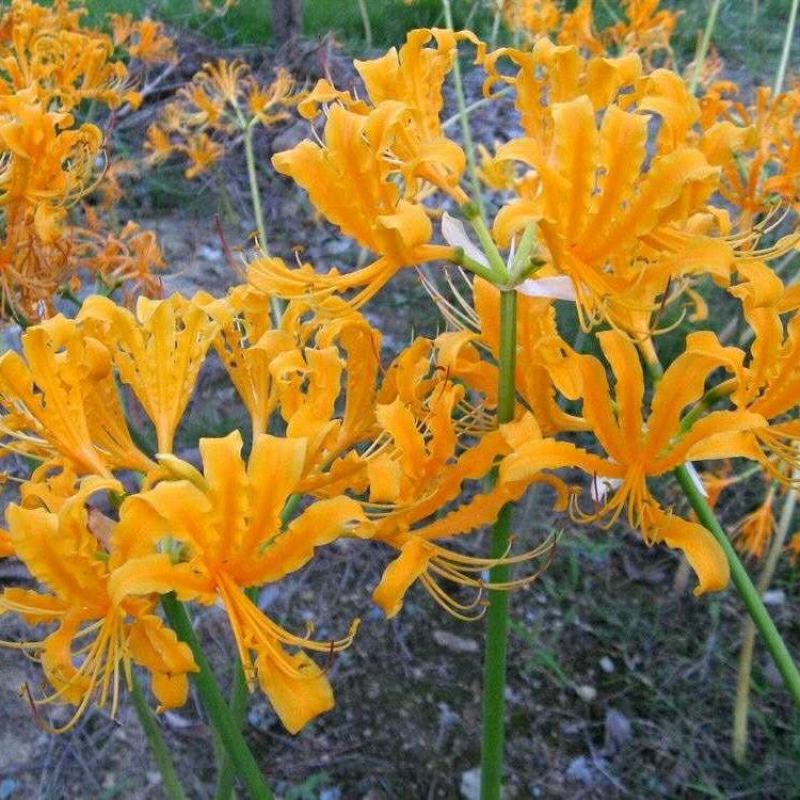 彼岸花种球盆栽花苗曼陀罗石蒜花曼珠沙华种子室内外庭院四季