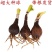 彼岸花种球盆栽花苗曼陀罗石蒜花曼珠沙华种子室内外庭院四季
