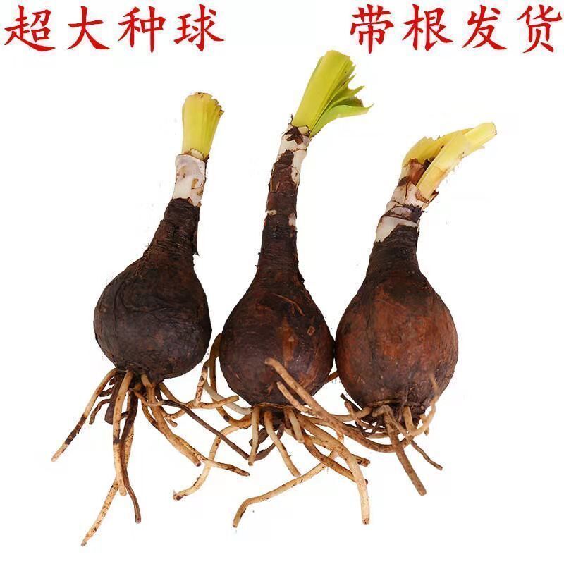 彼岸花种球盆栽花苗曼陀罗石蒜花曼珠沙华种子室内外庭院四季