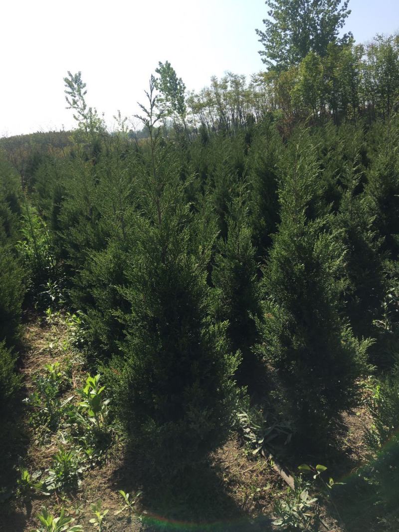 100亩塔柏苗圃供应30—150公分，塔柏基地规格全面