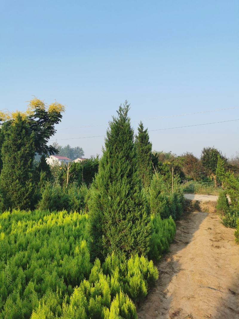 100亩塔柏苗圃供应30—150公分，塔柏基地规格全面