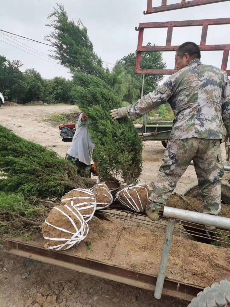 100亩塔柏苗圃供应30—150公分，塔柏基地规格全面