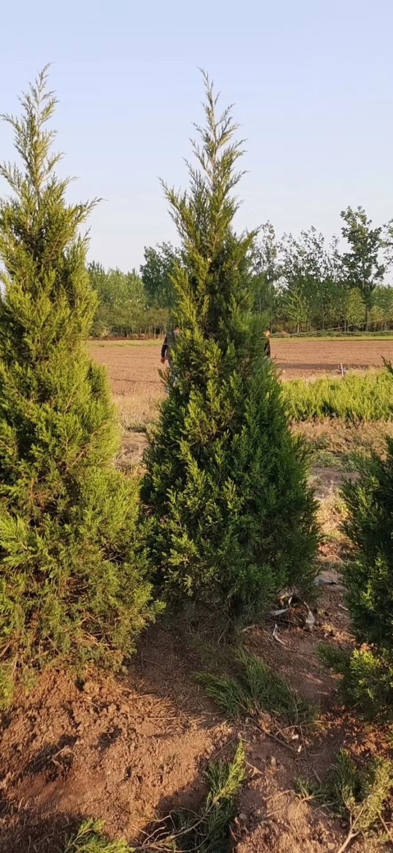 100亩塔柏苗圃供应30—150公分，塔柏基地规格全面