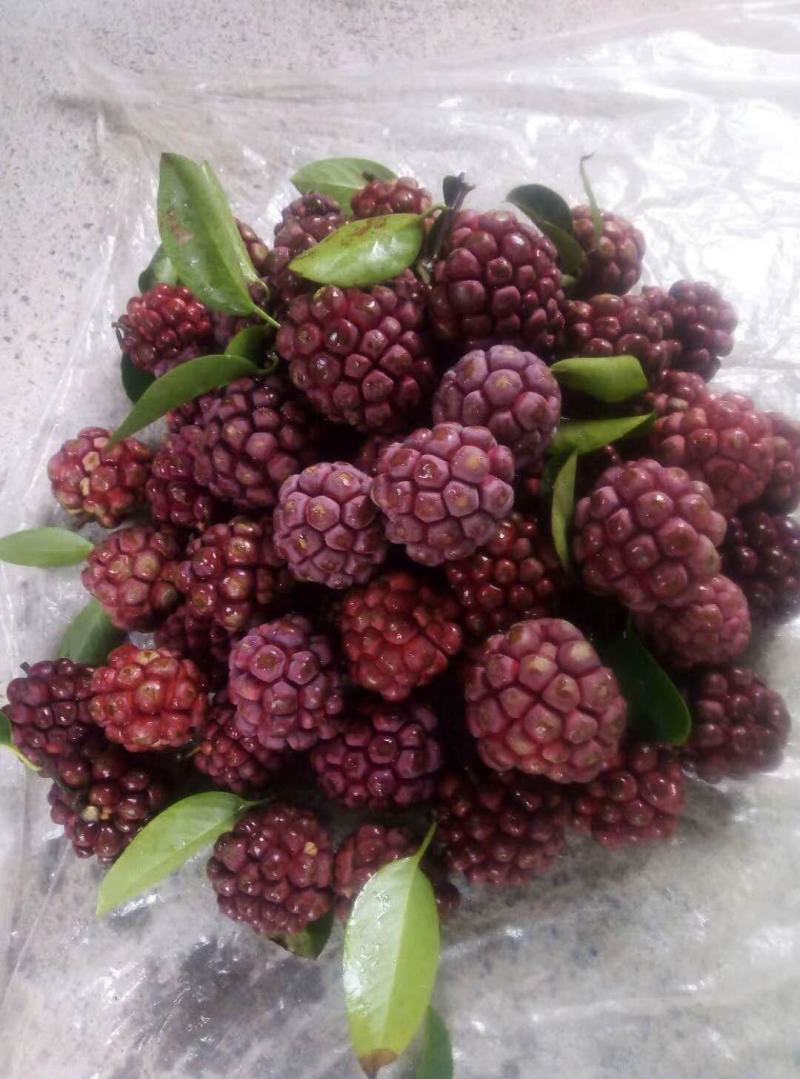 布福娜，黑老虎鲜甜爽口，本果根.叶是一种治百病药材