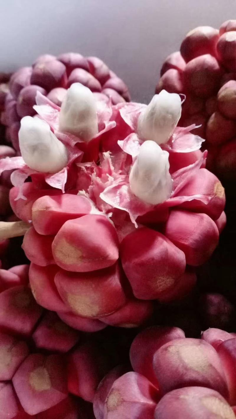 布福娜，黑老虎鲜甜爽口，本果根.叶是一种治百病药材