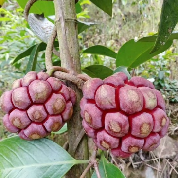 布福娜，黑老虎鲜甜爽口，本果根.叶是一种治百病药材