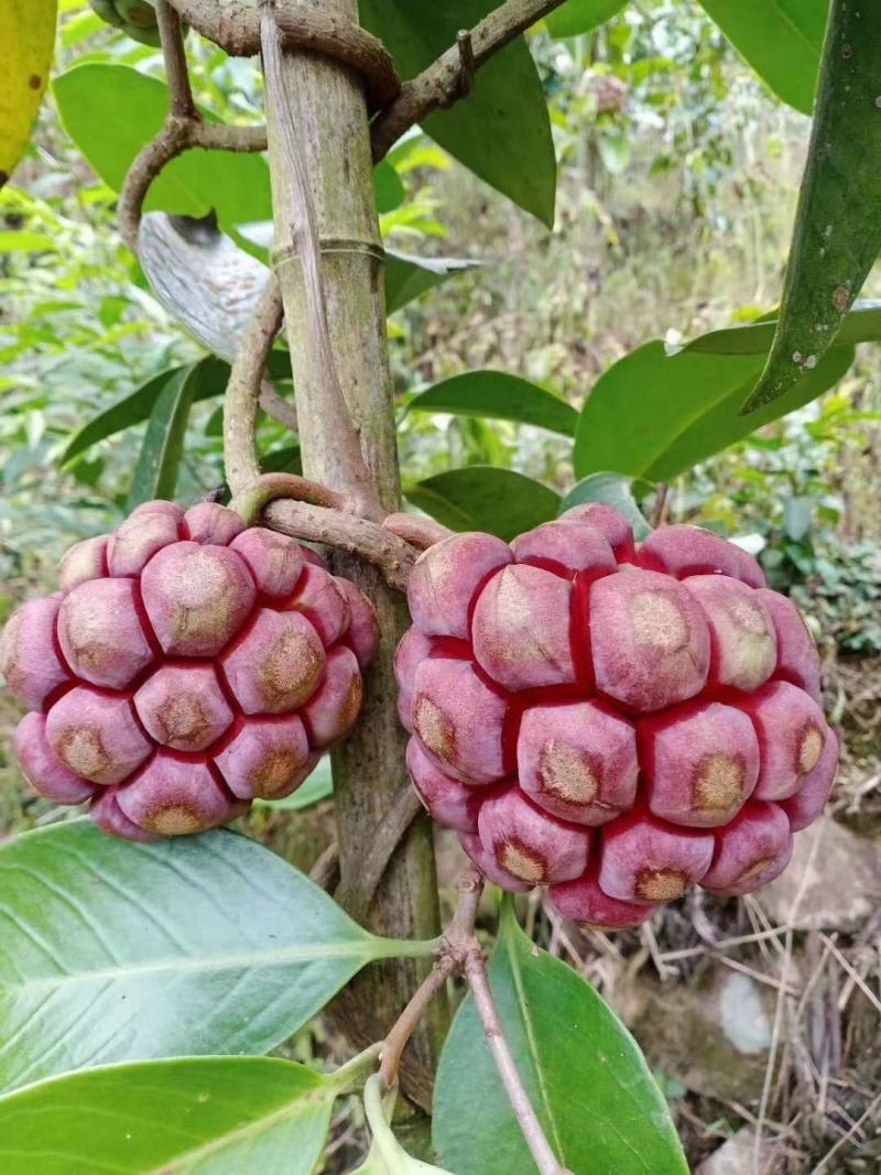 布福娜，黑老虎鲜甜爽口，本果根.叶是一种治百病药材