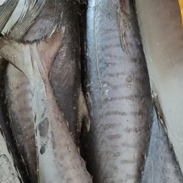 鲅鱼北部湾马鲛鱼，本地码头货