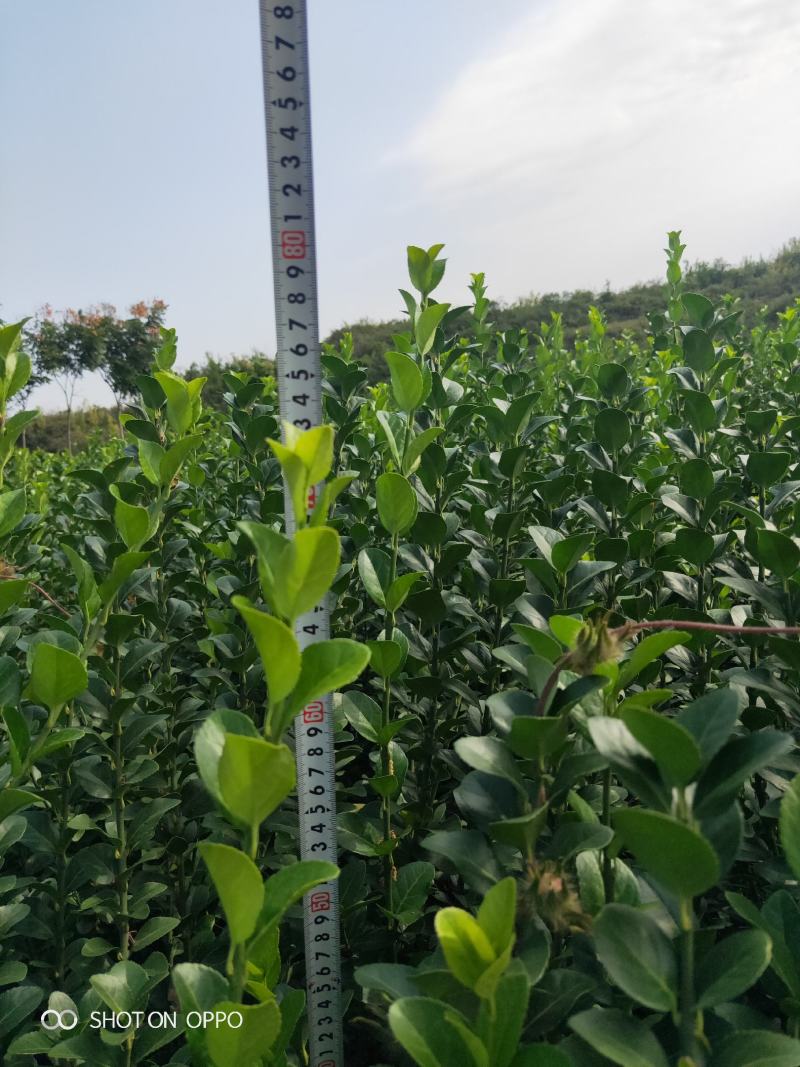 黄杨，黄杨毛球40～60