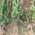 黄杨，黄杨毛球40～60