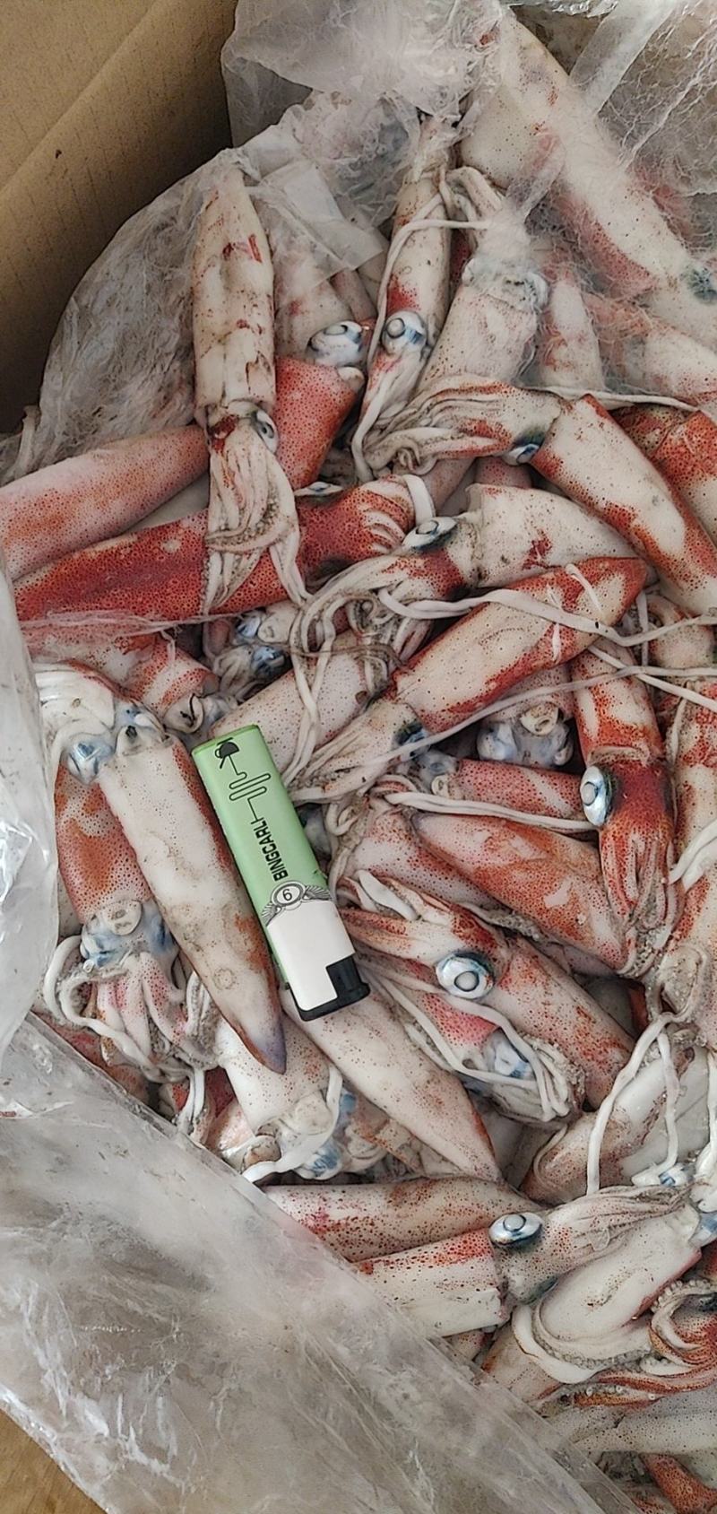 北部湾灯光鱿准备批量上市
