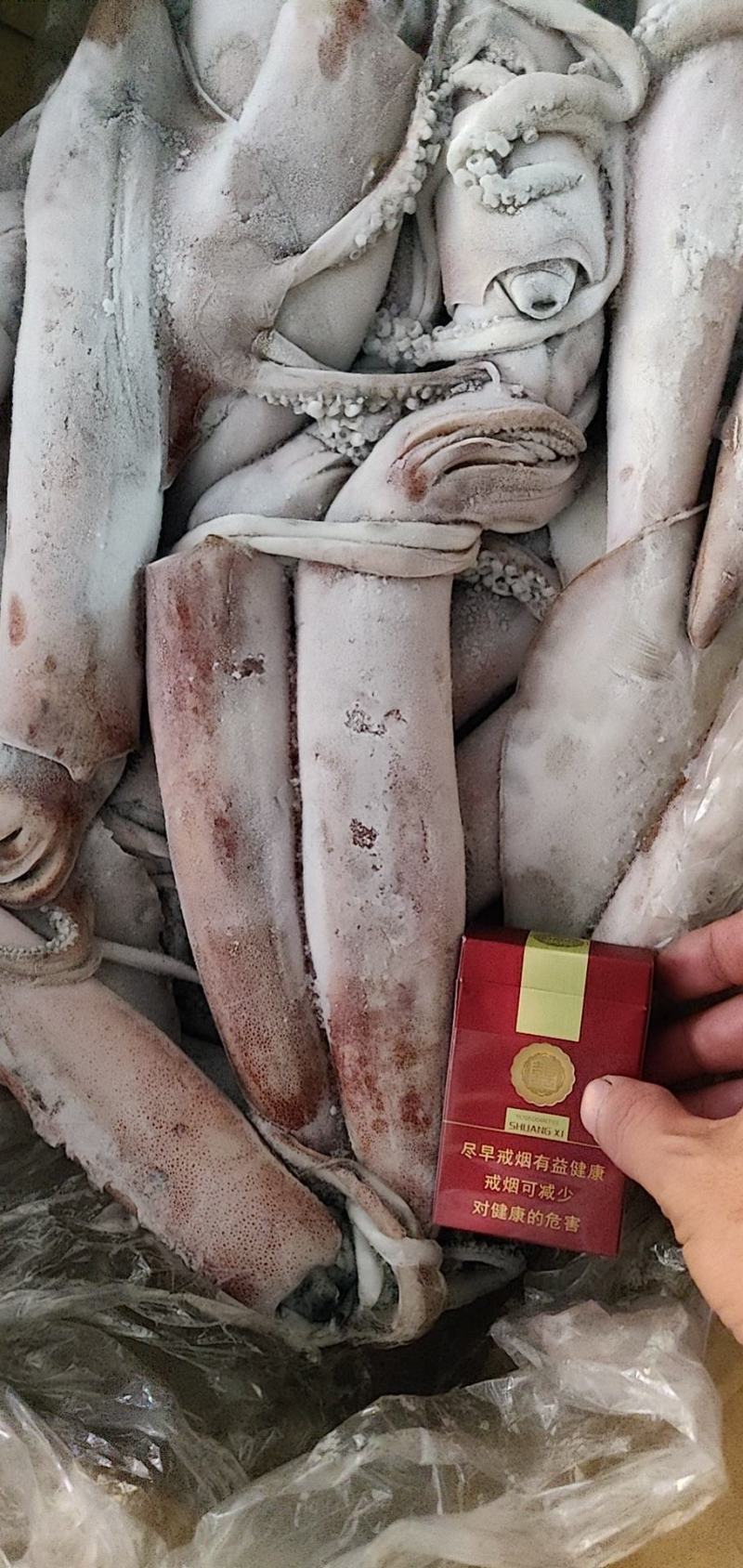 北部湾灯光鱿准备批量上市