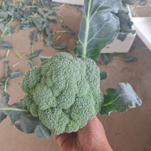 西蓝花精品西蓝花大量供应，代发全国各地，可视频看货