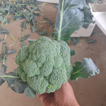 西蓝花精品西蓝花大量供应，代发全国各地，可视频看货