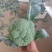 西蓝花精品西蓝花大量供应，代发全国各地，可视频看货