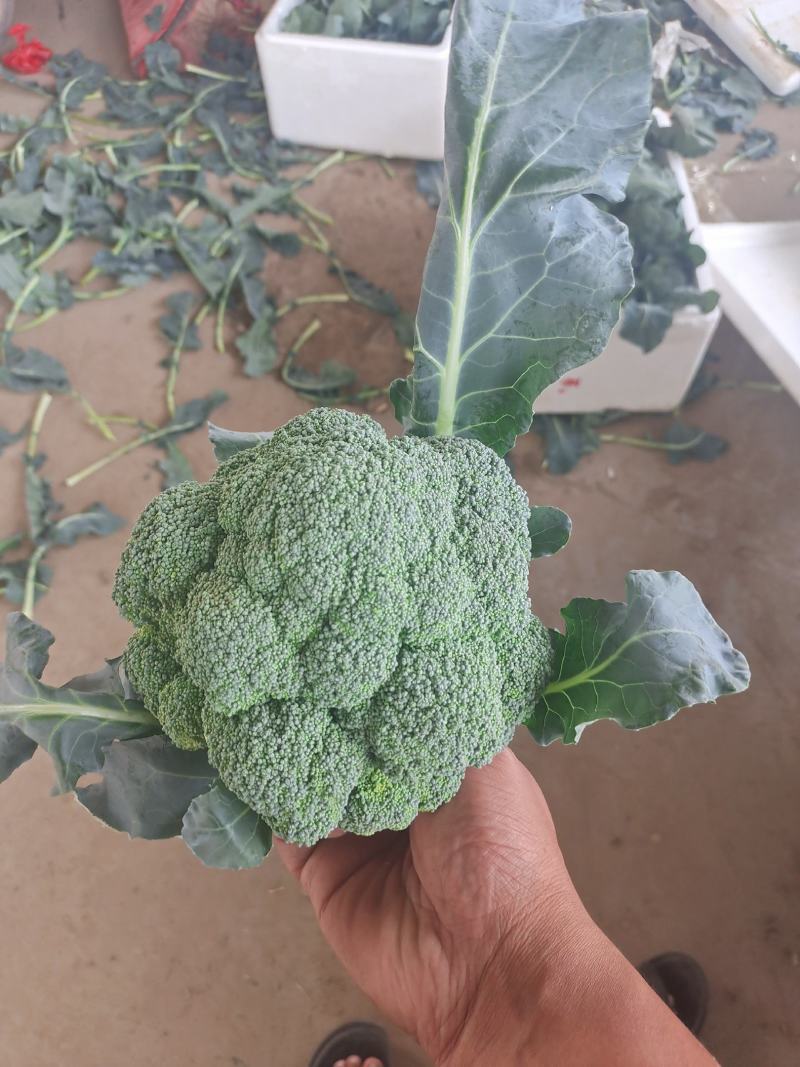 西蓝花精品西蓝花大量供应，代发全国各地，可视频看货