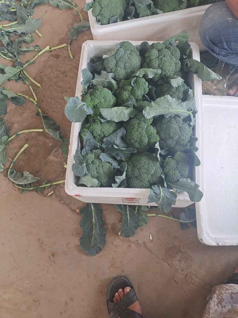 西蓝花精品西蓝花大量供应，代发全国各地，可视频看货