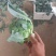 西蓝花精品西蓝花大量供应，代发全国各地，可视频看货