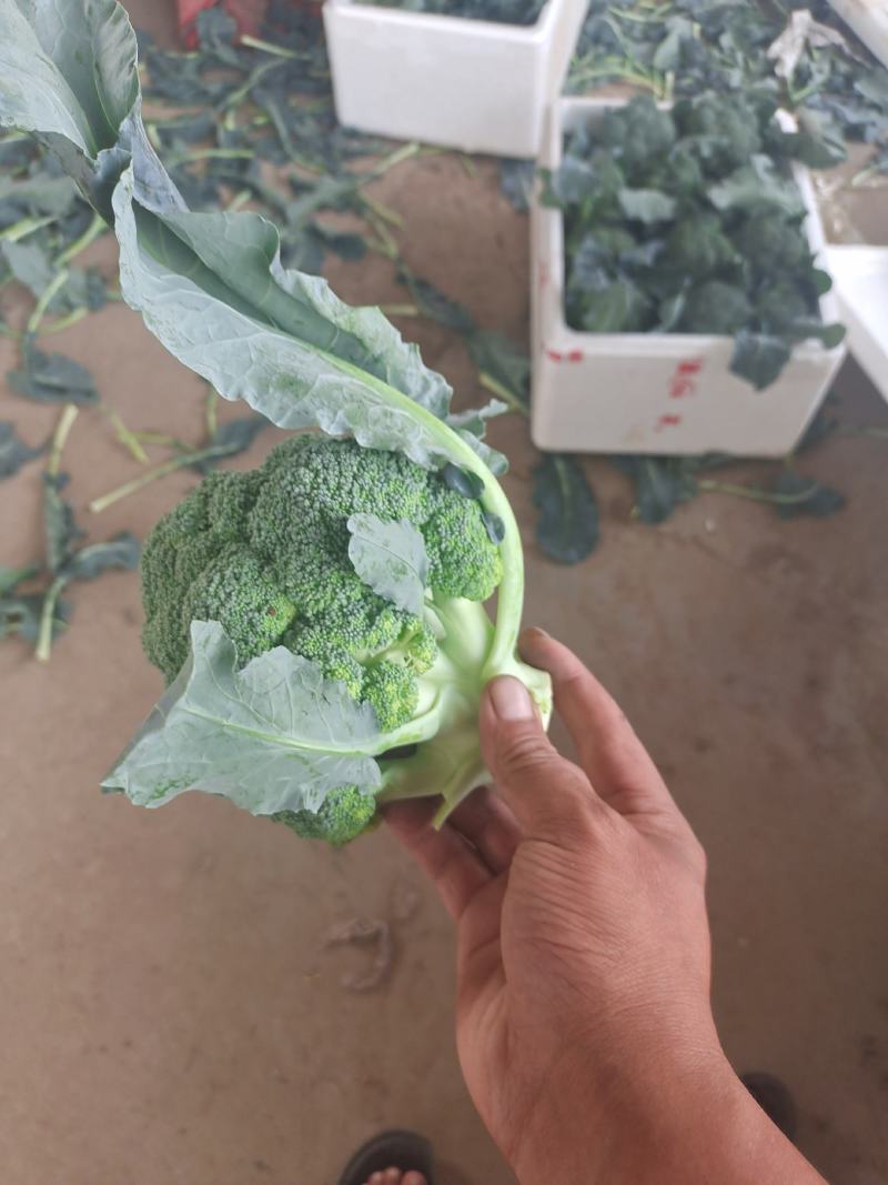 西蓝花精品西蓝花大量供应，代发全国各地，可视频看货