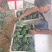 西蓝花精品西蓝花大量供应，代发全国各地，可视频看货