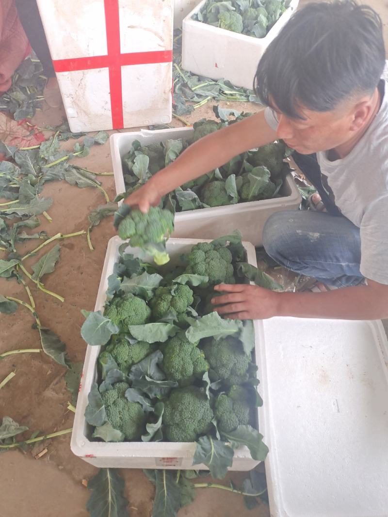 西蓝花精品西蓝花大量供应，代发全国各地，可视频看货