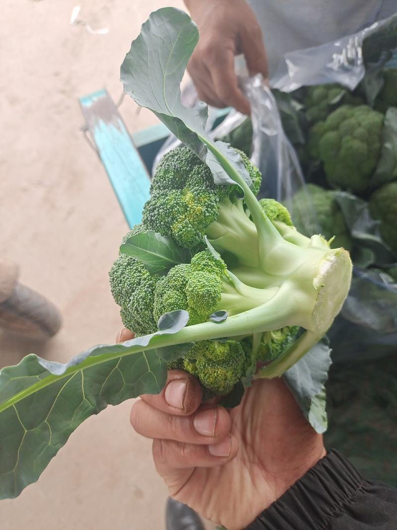 西蓝花精品西蓝花大量供应，代发全国各地，可视频看货