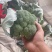 西蓝花精品西蓝花大量供应，代发全国各地，可视频看货