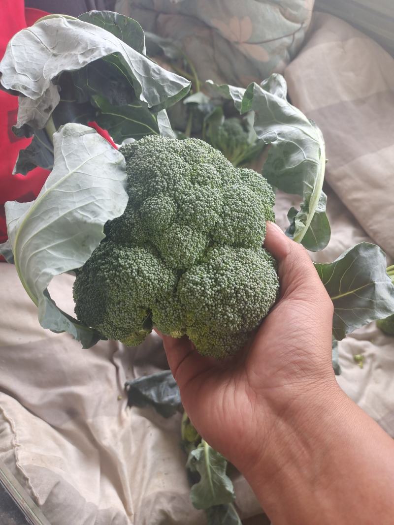 西蓝花精品西蓝花大量供应，代发全国各地，可视频看货