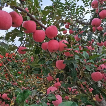 宜川苹果红富士苹果。
