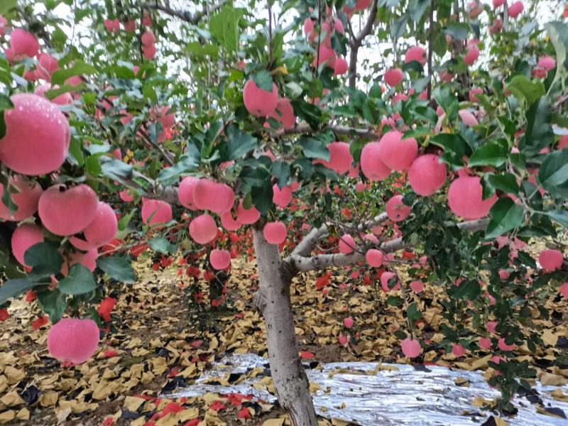 宜川苹果红富士苹果。