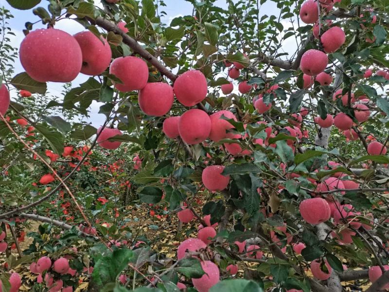 宜川苹果红富士苹果。