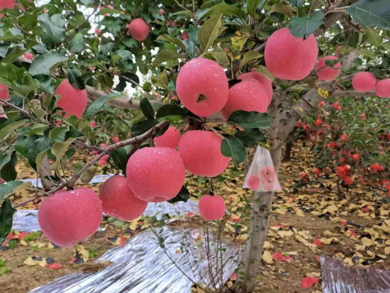 宜川苹果红富士苹果。