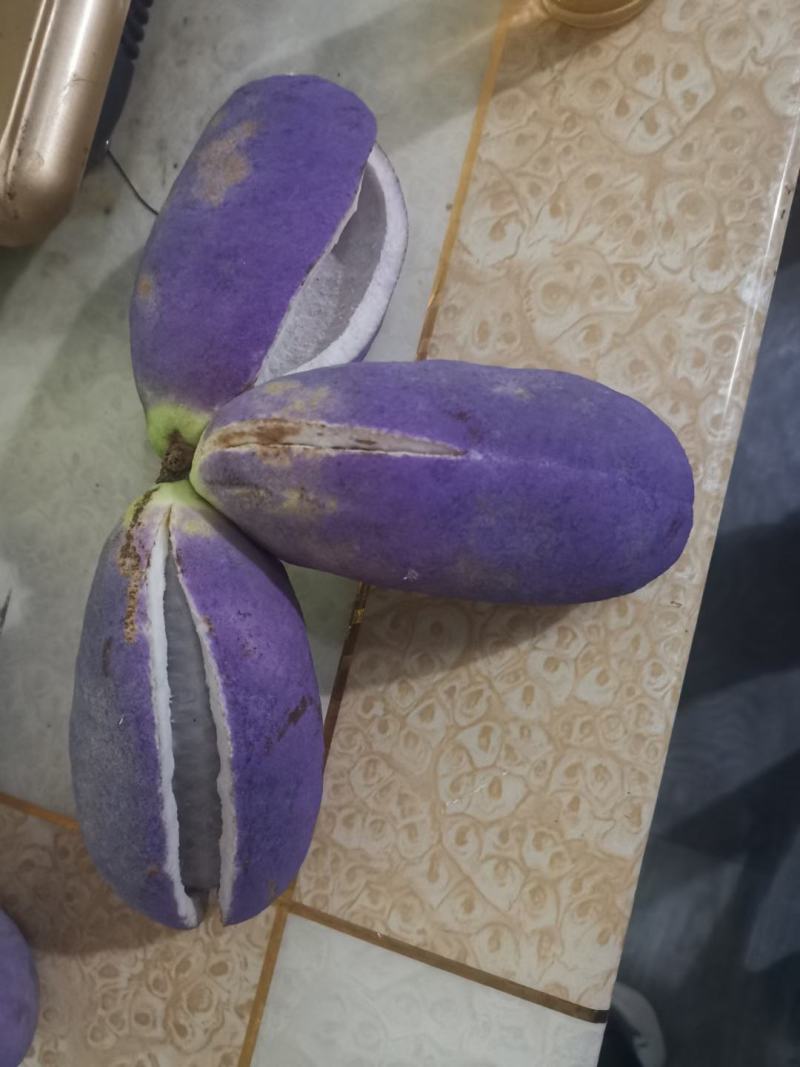 赣南八月瓜种植紫宝3号甜度高品相好，相当好