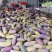 赣南八月瓜种植紫宝3号甜度高品相好，相当好
