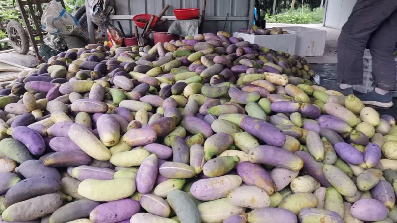 赣南八月瓜种植紫宝3号甜度高品相好，相当好