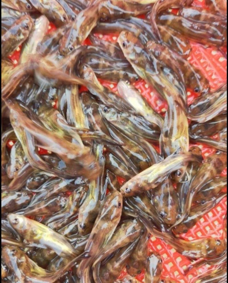 全雄性黄骨鱼苗，杂交黄骨鱼苗技术指导，量大从优包送到鱼塘
