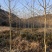 喜树、喜树小苗、3-8公分喜树供应