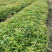 江西木荷、荷木、木荷小苗、木荷杯苗大量上市欢迎联系