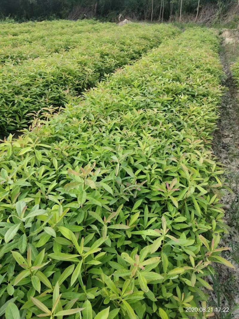 江西木荷、荷木、木荷小苗、木荷杯苗大量上市欢迎联系