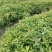 江西木荷、荷木、木荷小苗、木荷杯苗大量上市欢迎联系