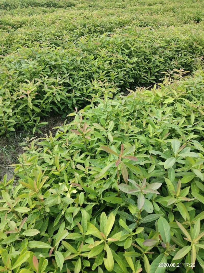江西木荷、荷木、木荷小苗、木荷杯苗大量上市欢迎联系